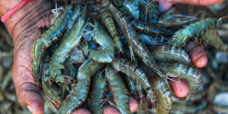 World Aquaculture Society | Super-intensive shrimp culture: Analysis ...